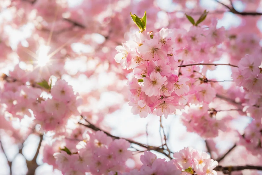 Cherry blossoms